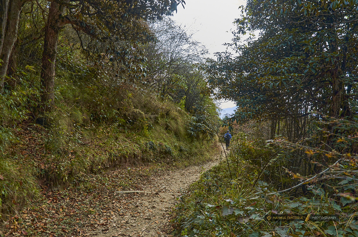 © Mahmud Farooque - On the way to Gorkhey from Phalut